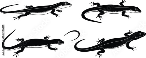 Lizard silhouette vector set, reptile poses, tail autotomy concept, black lizard icons, wild animal illustration for stock content, isolated shapes