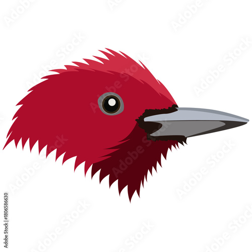 red-headed woodpecker beak and head.