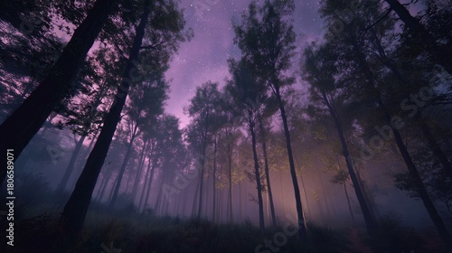 Quiet medieval Italian woodland bathed in soft moonlight under a starry night sky