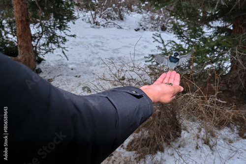 Winter forest, a person feeds a titmouse from their hand — a moment of trust between nature and humans.