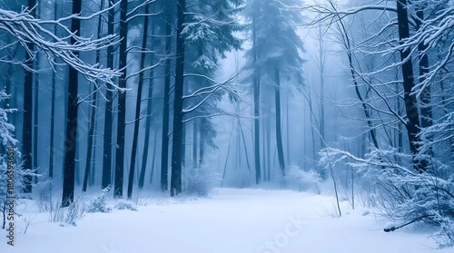 Misty Snow-Laden Pine Forest