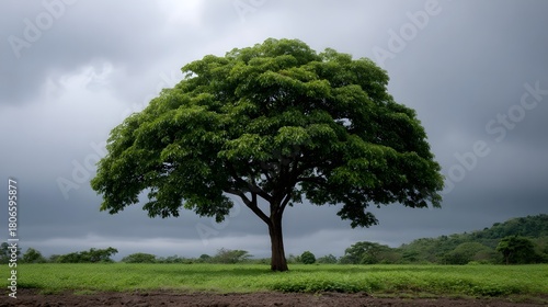 Wallpaper Mural A majestic large tree with a vast green canopy stands in a field beneath a dramatic stormy sky Torontodigital.ca