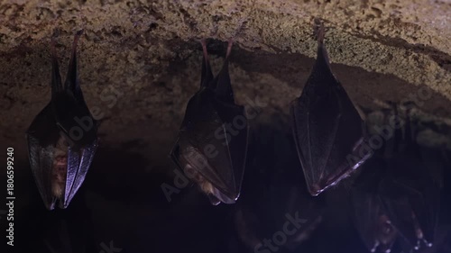 Close up group of small sleeping horseshoe bat covered by wings, hanging upside down on top of cold natural rock cave while hibernating. Wildlife photography. Creatively illuminated blurry background.