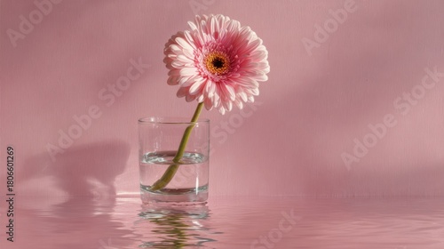 Elegant pink gerbera in glass vase reflecting in water against soft pink background