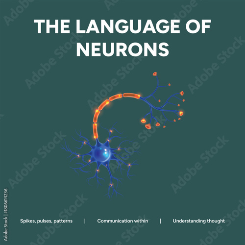 The language of neurons spikes, pulse patterns, communication within
