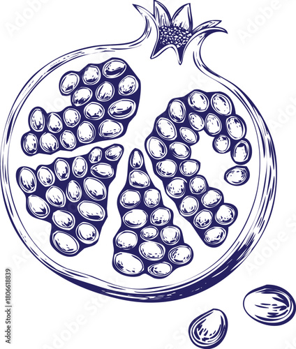 Hand drawn pomegranate isolated on, a healthy and delicious fruit