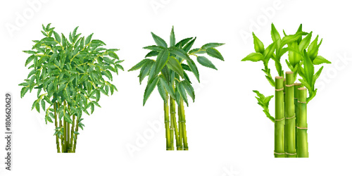 Realistic Bamboo Plant Set Vector Illustration