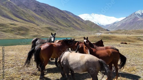 Horses graze on a golden-yellow meadow near Tulpar-Kul Lake in a quiet Kyrgyz valley. In the distance, the snow-covered mountain ridge rises, crowned by the country’s highest peak under a clear sky.