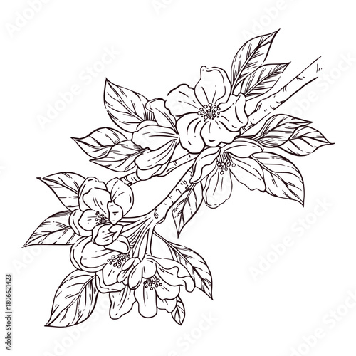 Blossoming tree branch with leaves, fruit tree branch hand-drawn in ink and translated into vector. The illustration is perfect for printing on postcards, invitations, for coloring.