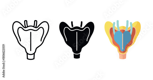 Anatomical illustrations of human larynx in outline, silhouette, and detailed view