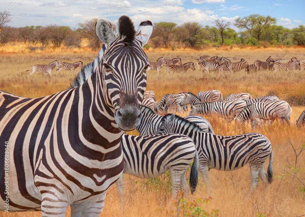 Obraz premium Herd of zebra grazing in the open savannah with heard of giraffe - Ethosa national park - Namibia, Africa