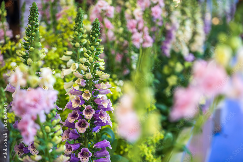 Obraz premium A Colorful and Lively Display of Blooming Flowers in a Garden Setting