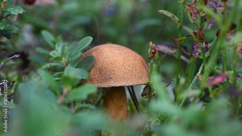 edible wild noble young mushroom growthing in pine forest around blueberries leaves. close up