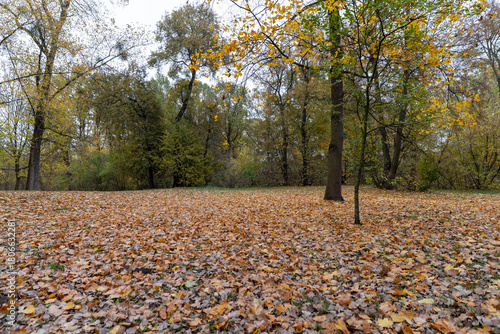 Foto tall old maples and a large number of fallen leaves , cloudy dreary weather at t