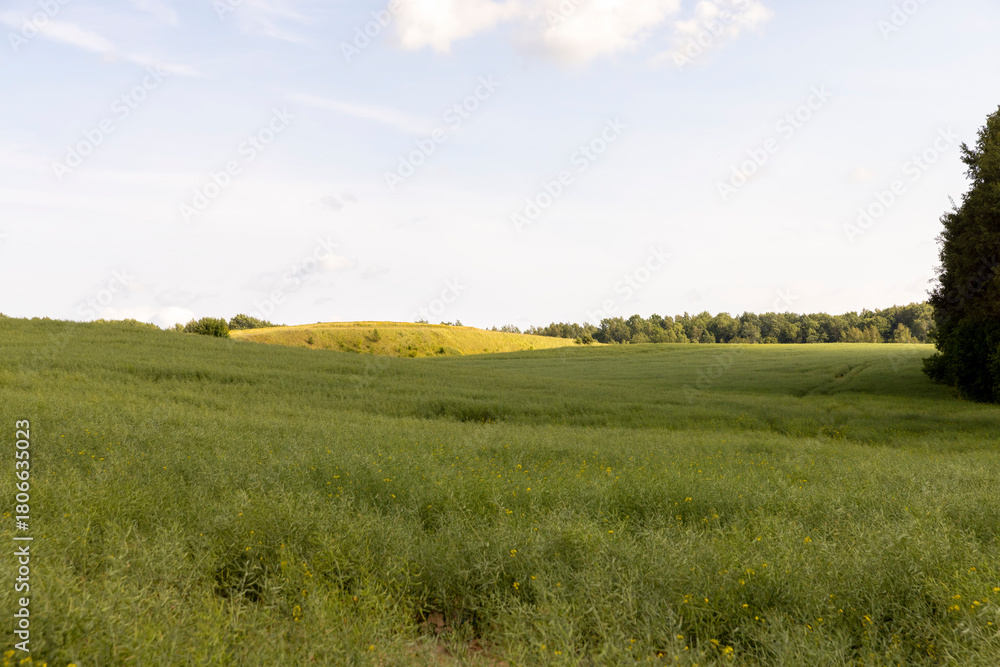 Obraz premium monocultural agricultural field with green rapeseed pods on a warm day in cloudy weather, beautiful thin unripe rapeseed pods used for food and fuel production