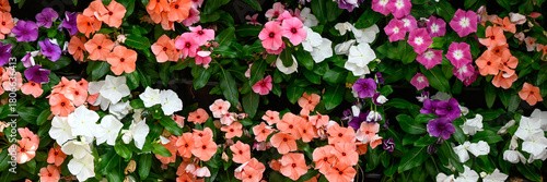 Photos Panorama of colourful flowers Impatiens  (Busy Lizzies) in a bedding display in