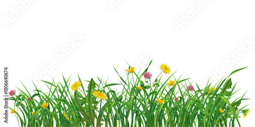 Realistic Spring Grass Border with Wildflowers Vector