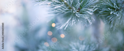 Pine branches in winter with white hoarfrost. Horizontal christmas background with bright diffused bokeh lights. Close-up.