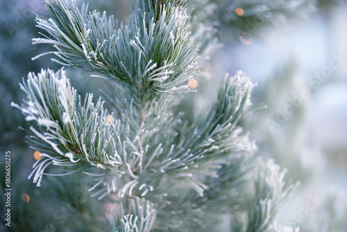 Pine branches in winter with white hoarfrost. Christmas background with bright diffused bokeh lights. Close-up.