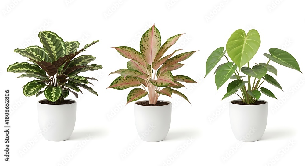 Obraz premium Three Potted Houseplants Calathea, Aglaonema, Philodendron