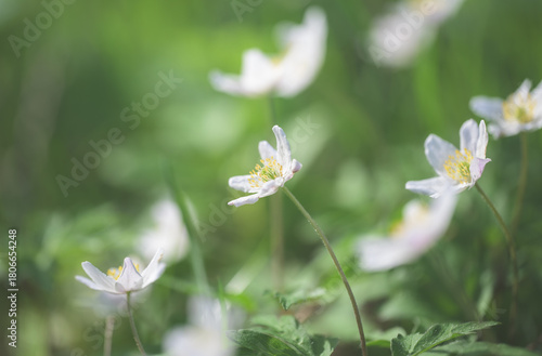 Wood Anemone in green grass.