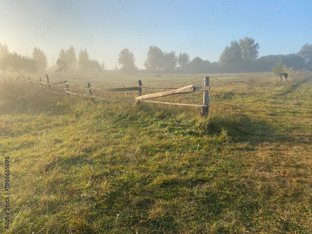 Fototapeta premium Foggy Morning