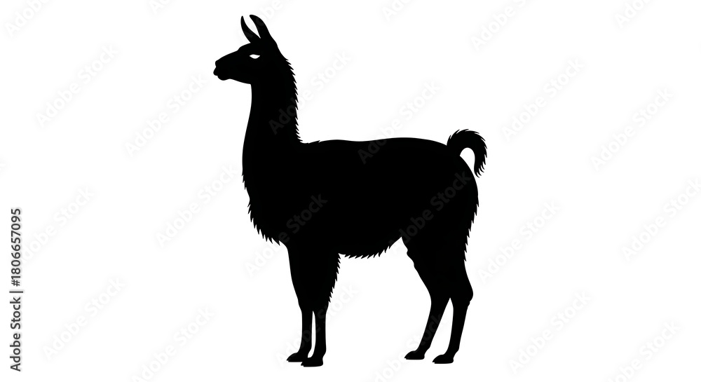 Fototapeta premium Silhouette of a standing llama facing left with its head held high isolated on white background