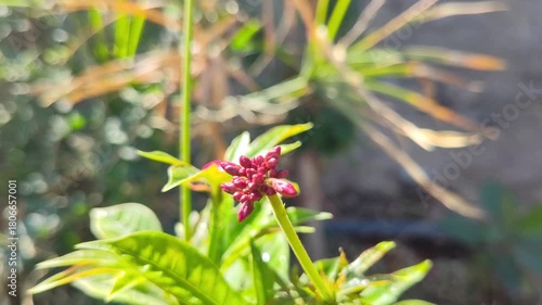 red jatropha integerrima flowers garden nature plant