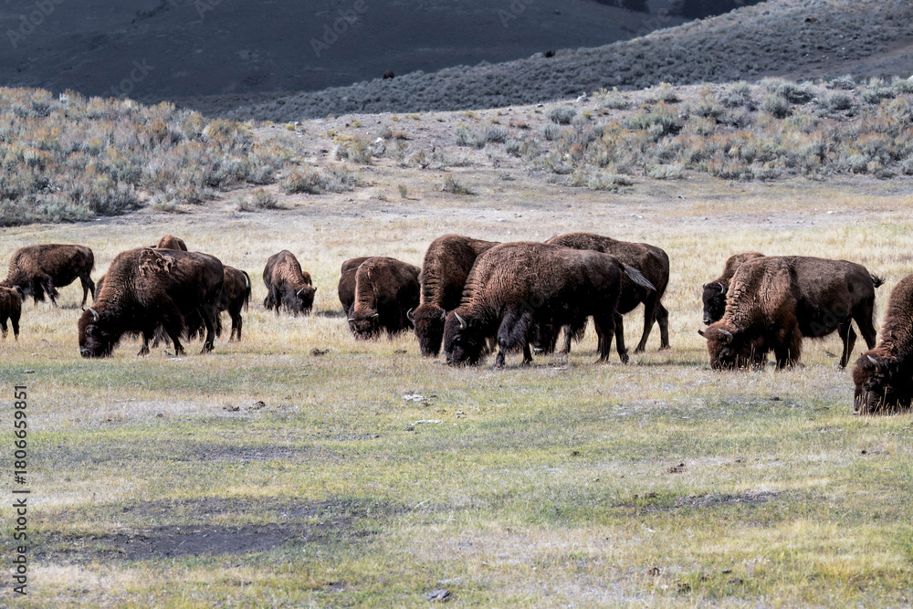 Fototapeta premium Wild Bison Herd Feeding on the Open Plains of Yellowstone