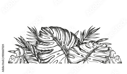 hand drawn tropical forest tree, vector palm leaves, horizontal frame of ink black and white foliage, exotic jungle bush plant, floral decoration template, line art beach palm for store, textile decor