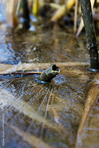 broken blade of grass