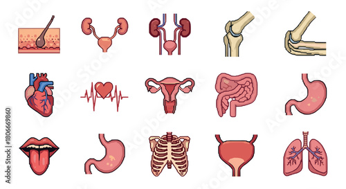 Pixel art anatomy: organs and systems collection for medical education