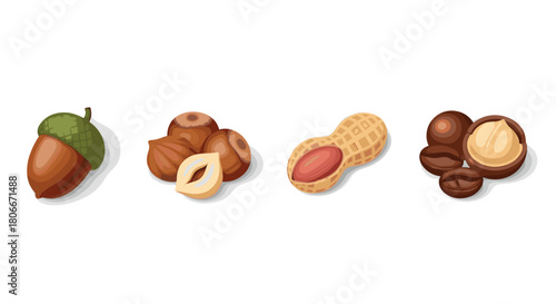 Realistic nut collection: acorn, hazelnuts, peanuts, and macadamias