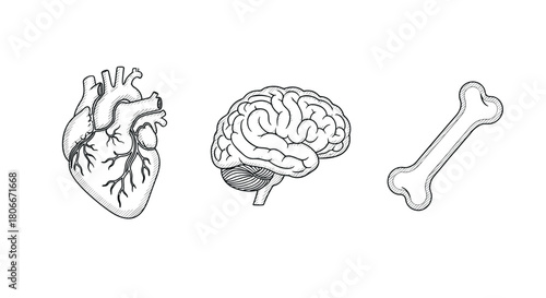 Hand drawn anatomy: heart, brain, and bone sketches