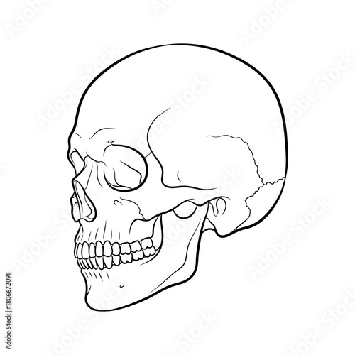 Skull Illustration