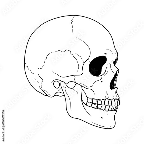 Skull Illustration