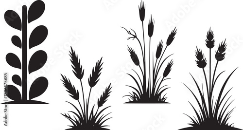 Silhouette botanical plants and wild grass set with leaves, reeds, wheat stems and natural foliage
