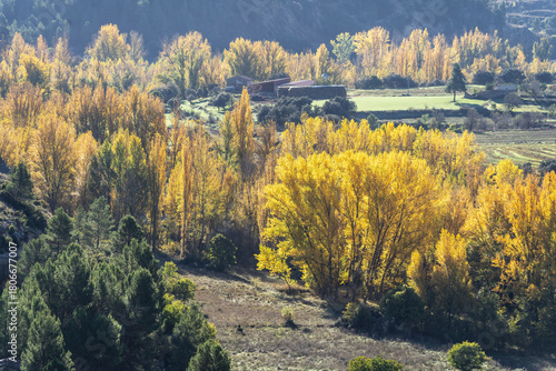Фотография Autumn elm forest by the Bergant river, Rosell ravine, Zorita del Maestrazgo, pr