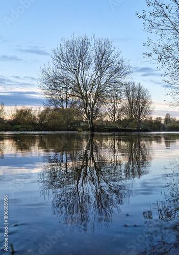 Majestic Sunrise Reflections on Flooded Washlands: Golden Trees and Swans on the River Trent, Burton, UK