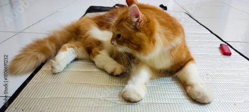 MAKASSAR, South Sulawesi, INDONESIA August 2025: A female arange cat is relaxing on a mat during the day.