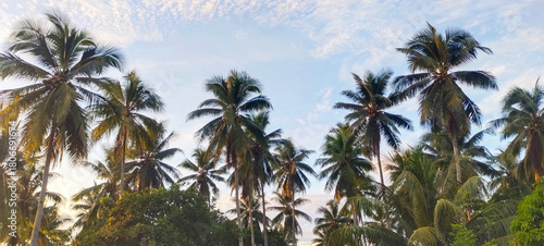 Buton, Southeast Sulawesi, INDONESIA September 2025: towering coconut trees and a clear blue sky in the afternoon