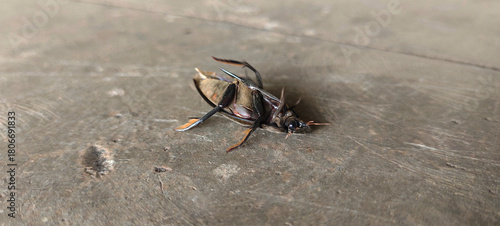 MAKASSAR, South Sulawesi, INDONESIA September 2025: a small black insect lying on the floor during the day