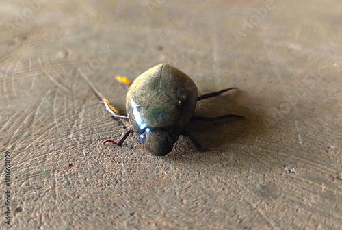 MAKASSAR, South Sulawesi, INDONESIA September 2025: a small black insect lying motionless on the floor during the day
