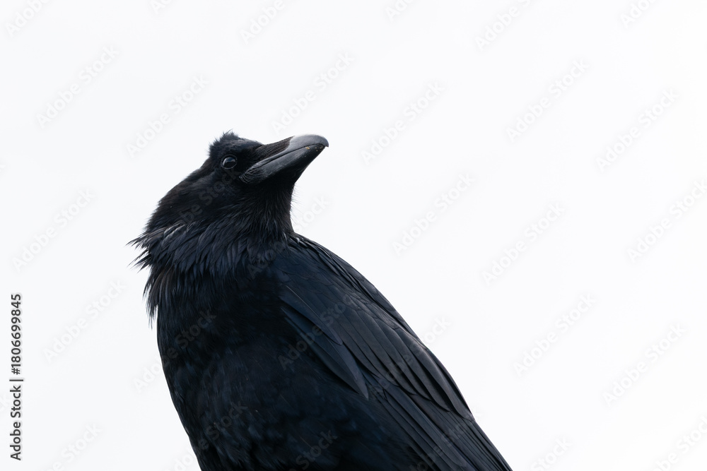 Fototapeta premium Raven.