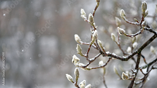 magnolia buds in ice. magnolia branch in early spring, close-up. Magnolia buds after the first snow. isolated on natural blurred background, cold time. macro photo, beauty of nature. frozen magnolia