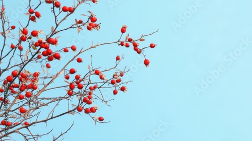 Vibrant red rosehips against a serene sky creates a striking natural contrast