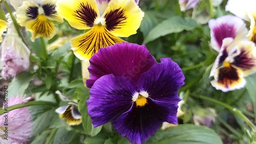 beautiful blossom of  deep purple and yellow  sort  violet 