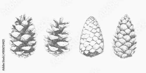 Four hand drawn pine cones with different shapes, grainy structure with paper dust and speckle, subtle ink texture and natural stipple.
