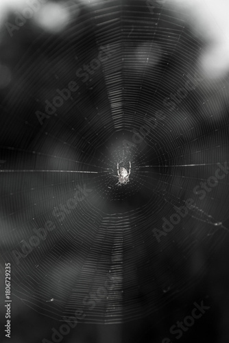 spider web with dew drops