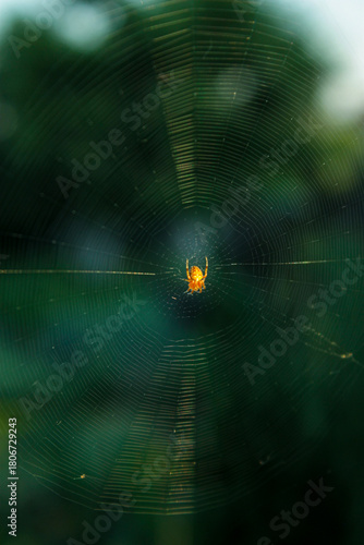 spider on web